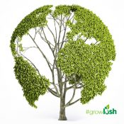 Lush Tree Globe